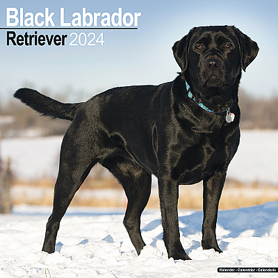 Labrador Black Calendar 2024 (Square)